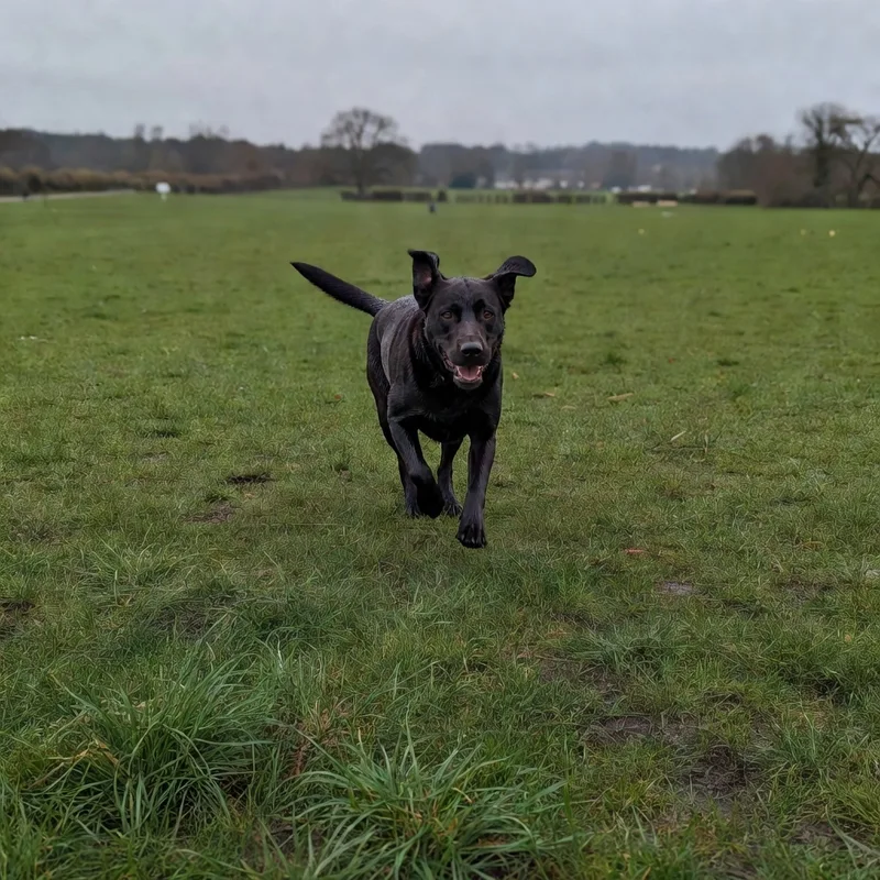 Woolton Walkies project 2
